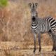 african_zebra_standind_in_the_dry_savannah_mikumi