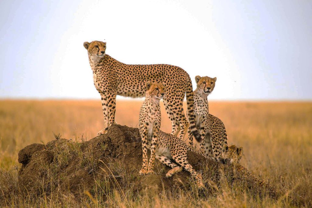 serengeti national park
