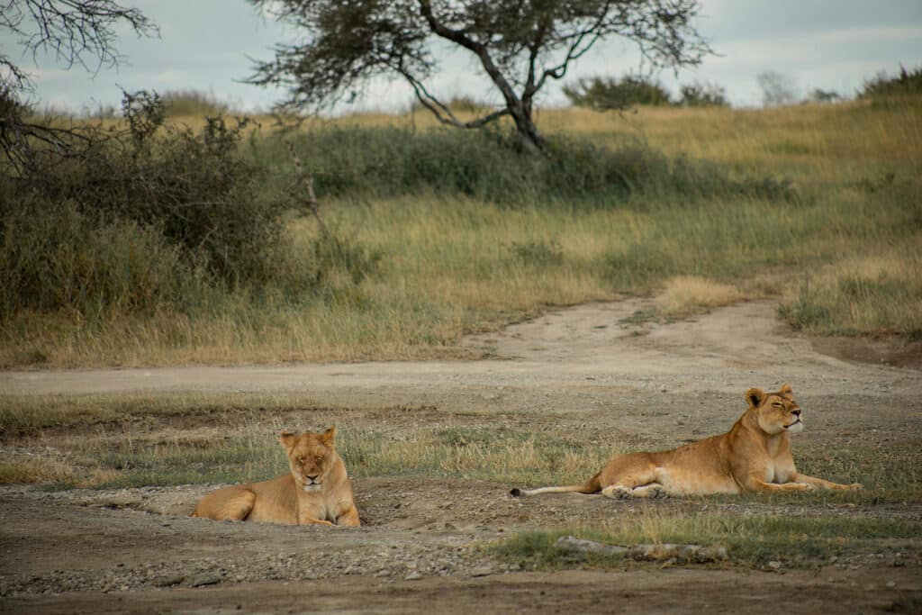 Serengeti tours