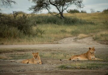 Serengeti tours