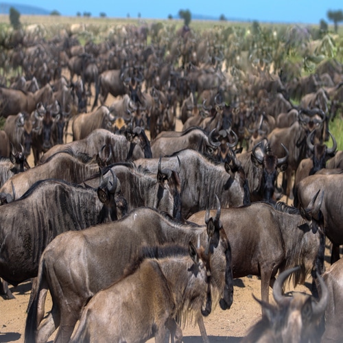 Tanzania Serengeti safari