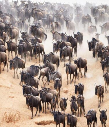 serengeti Migration