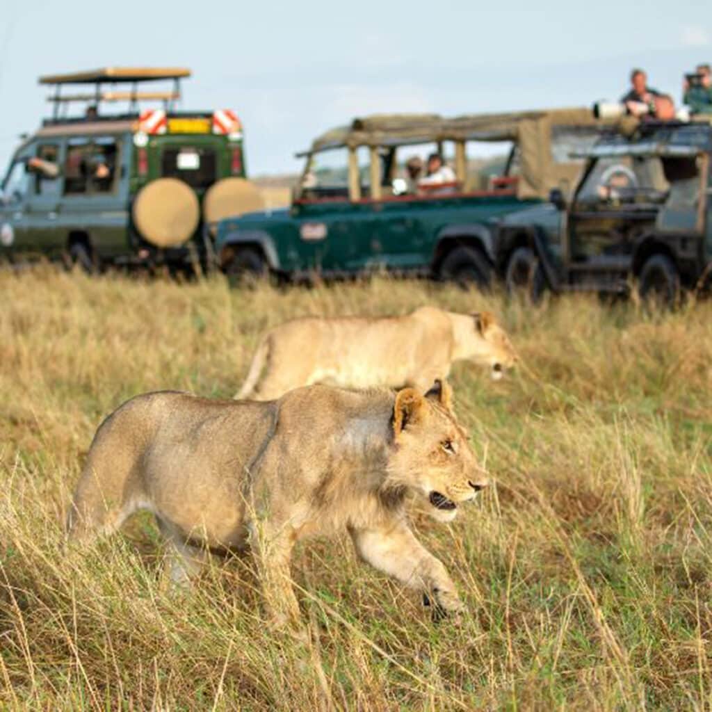 African safari tour Serengeti