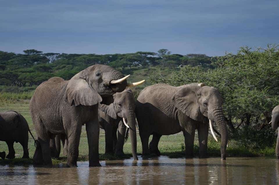 African safari tour Serengeti