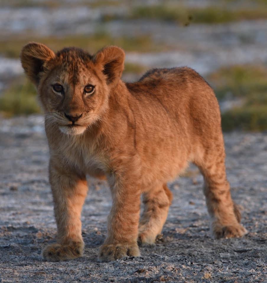 African safari tour Serengeti