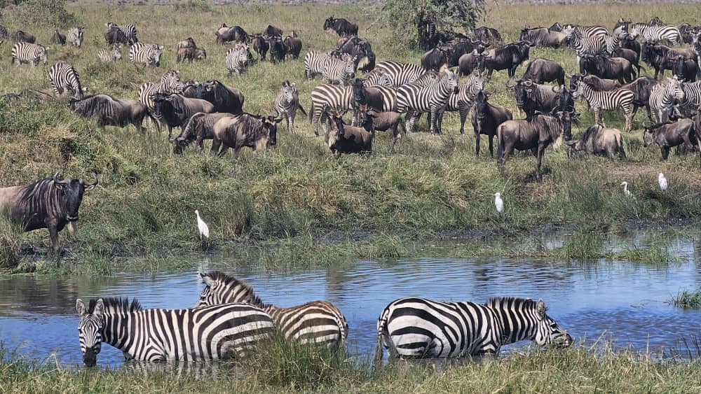 African Safari Tours Serengeti